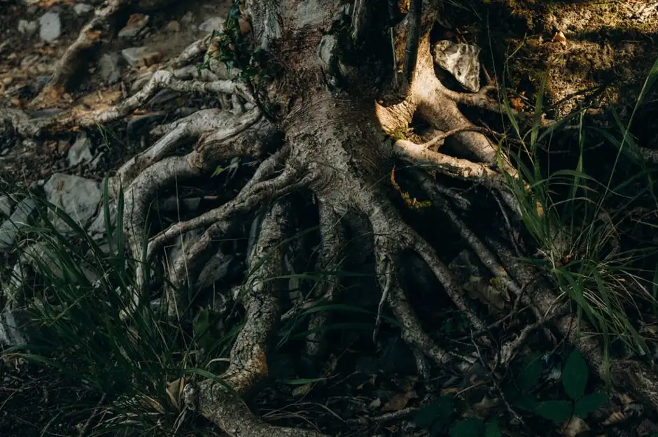 How Tree Roots Damage Sewer Lines and What to Do